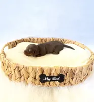 AKC Daisy, a female Miniature Dachshund for sale in Davis, CA – 2 of 3