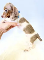 AKC Woody, a male Miniature Dachshund for sale in Davis, CA – 3 of 10