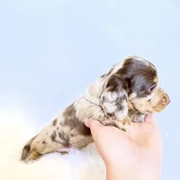 Jasper , a male Miniature Dachshund for sale in Davis, CA – 5 of 9