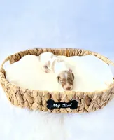 AKC Woody, a male Miniature Dachshund for sale in Davis, CA – 5 of 7