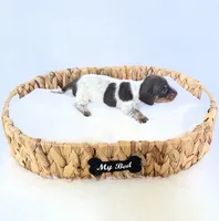 Cassie, a female Miniature Dachshund for sale in Davis, CA – 5 of 5