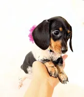 AKC Opal, a female Miniature Dachshund for sale in Davis, CA – Photo 5 of 10