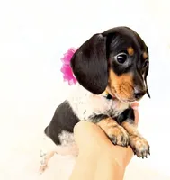 AKC Opal, a female Miniature Dachshund for sale in Davis, CA – Photo 1 of 10