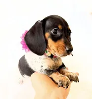 AKC Opal, a female Miniature Dachshund for sale in Davis, CA – Photo 8 of 10