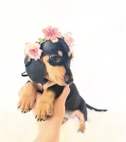 AKC Zoe, a female Miniature Dachshund for sale in Davis, CA – 1 of 6