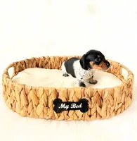 AKC Opal, a female Miniature Dachshund for sale in Davis, CA – Photo 6 of 8