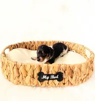 AKC Opal, a female Miniature Dachshund for sale in Davis, CA – Photo 4 of 8