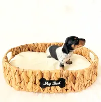 AKC Opal, a female Miniature Dachshund for sale in Davis, CA – Photo 1 of 8