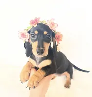 AKC Zoe, a female Miniature Dachshund for sale in Davis, CA – 6 of 6