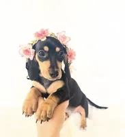 AKC Zoe, a female Miniature Dachshund for sale in Davis, CA – 2 of 6