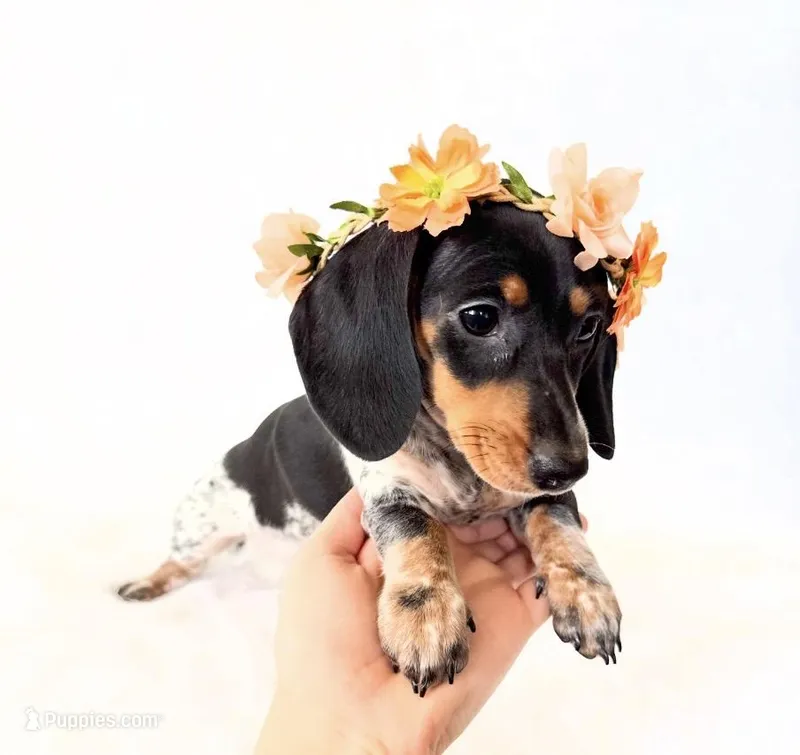 AKC Opal – Miniature Dachshund puppy for sale in Davis, CA