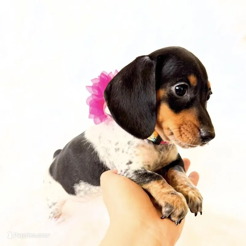 AKC Opal – Miniature Dachshund puppy for sale in Davis, CA