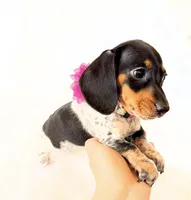 AKC Opal, a female Miniature Dachshund for sale in Davis, CA – Photo 9 of 10