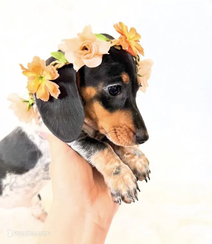 AKC Opal – Miniature Dachshund puppy for sale in Davis, CA