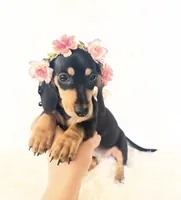 AKC Zoe, a female Miniature Dachshund for sale in Davis, CA – 4 of 6