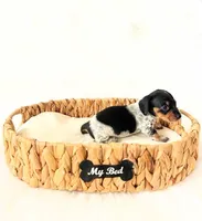 AKC Opal, a female Miniature Dachshund for sale in Davis, CA – Photo 8 of 8