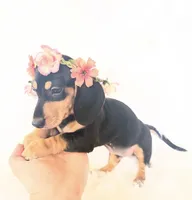 AKC Zoe, a female Miniature Dachshund for sale in Davis, CA – 5 of 6