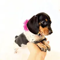 AKC Opal, a female Miniature Dachshund for sale in Davis, CA – Photo 7 of 10