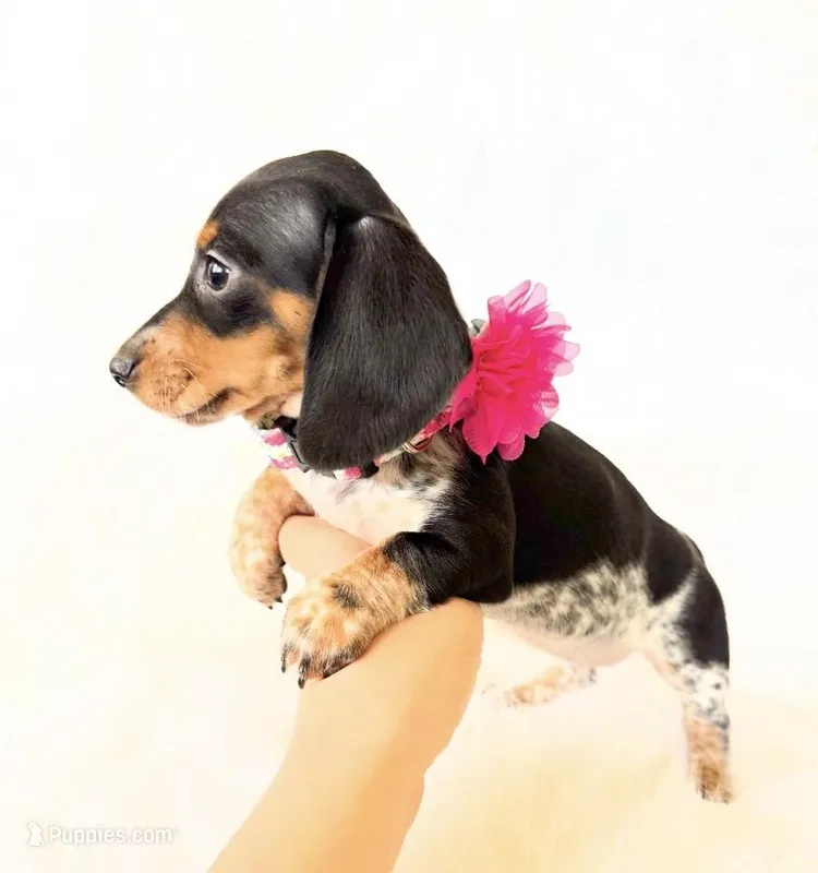 AKC Opal – Miniature Dachshund puppy for sale in Davis, CA