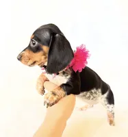 AKC Opal, a female Miniature Dachshund for sale in Davis, CA – Photo 2 of 10