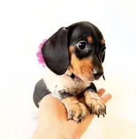 AKC Opal, a female Miniature Dachshund for sale in Davis, CA – Photo 10 of 10