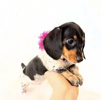 AKC Opal, a female Miniature Dachshund for sale in Davis, CA – Photo 4 of 10