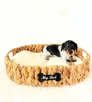 AKC Opal, a female Miniature Dachshund for sale in Davis, CA – Photo 2 of 8