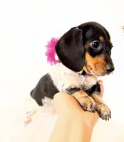 AKC Opal, a female Miniature Dachshund for sale in Davis, CA – Photo 6 of 10