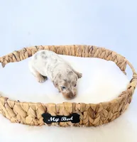 Pearl, a female Miniature Dachshund for sale in Davis, CA – 3 of 5