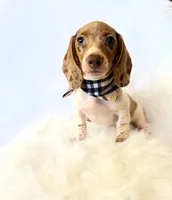 AKC Woody, a male Miniature Dachshund for sale in Davis, CA – 8 of 10