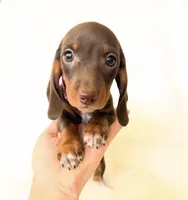 AKC Daisy, a female Miniature Dachshund for sale in Davis, CA – 9 of 9