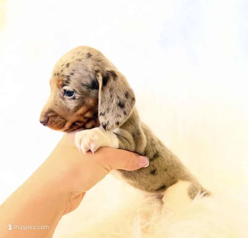 AKC Belle – Miniature Dachshund puppy for sale in Davis, CA