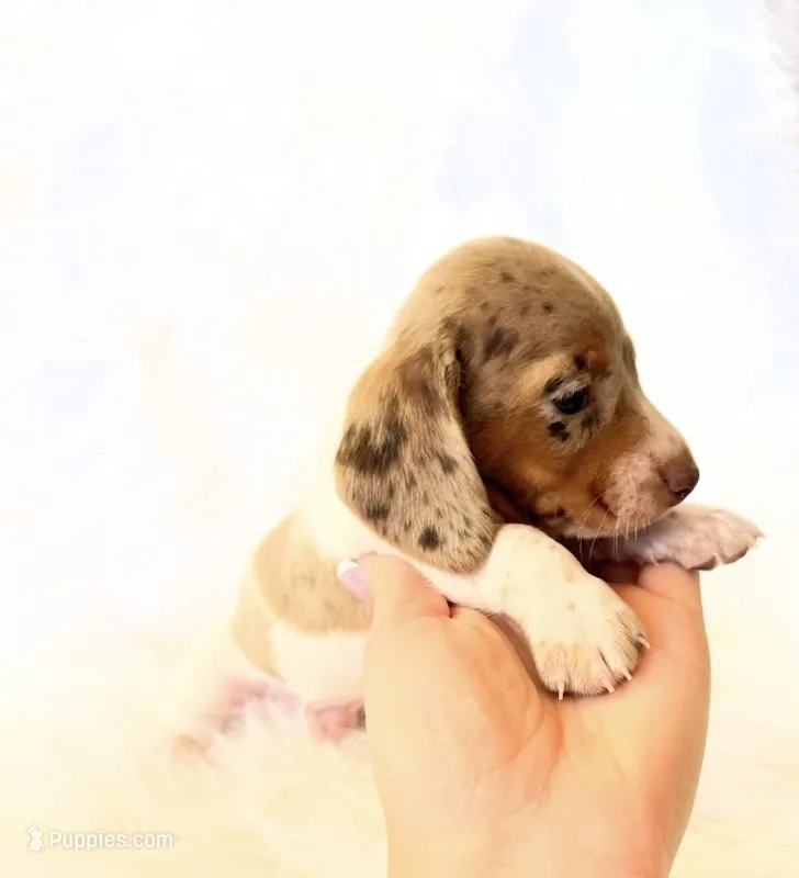 AKC Woody – Miniature Dachshund puppy for sale in Davis, CA