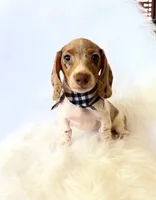 AKC Woody, a male Miniature Dachshund for sale in Davis, CA – 10 of 10