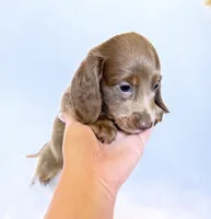 Scottie, a male Miniature Dachshund for sale in Davis, CA – 6 of 7
