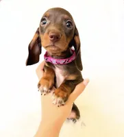 AKC Daisy, a female Miniature Dachshund for sale in Davis, CA – 4 of 9