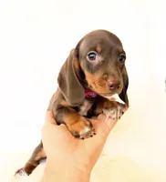 AKC Daisy, a female Miniature Dachshund for sale in Davis, CA – 6 of 9