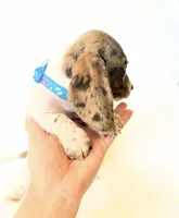 AKC Woody, a male Miniature Dachshund for sale in Davis, CA – 9 of 10