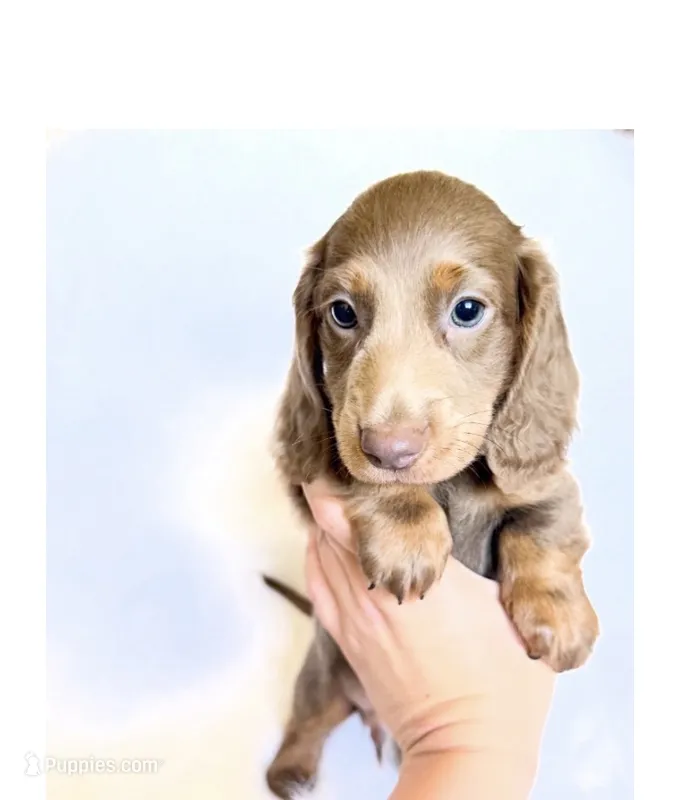 Scottie – Miniature Dachshund puppy for sale in Davis, CA