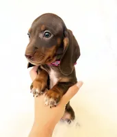 AKC Daisy, a female Miniature Dachshund for sale in Davis, CA – 5 of 9