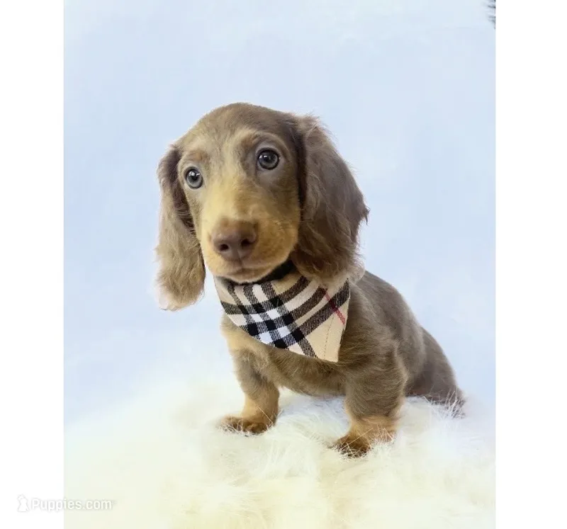 Scottie – Miniature Dachshund puppy for sale in Davis, CA