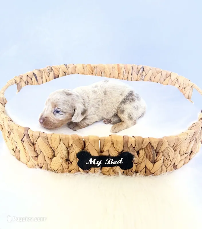 Pearl – Miniature Dachshund puppy on hold in Davis, CA