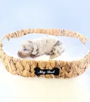 Pearl, a female Miniature Dachshund for sale in Davis, CA – 1 of 5