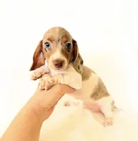 AKC Woody, a male Miniature Dachshund for sale in Davis, CA – 2 of 10