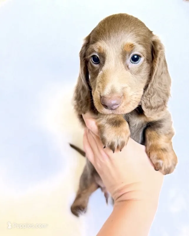 Scottie – Miniature Dachshund puppy for sale in Davis, CA