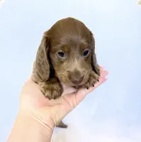 Scottie, a male Miniature Dachshund for sale in Davis, CA – 5 of 7