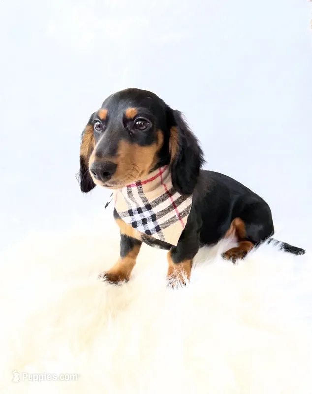 AKC Badger – Miniature Dachshund puppy for sale in Davis, CA