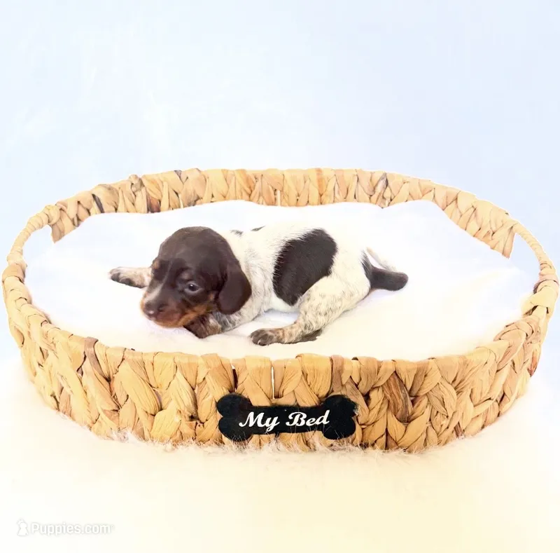 Cassie – Miniature Dachshund puppy for sale in Davis, CA