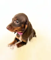 AKC Daisy, a female Miniature Dachshund for sale in Davis, CA – 3 of 9