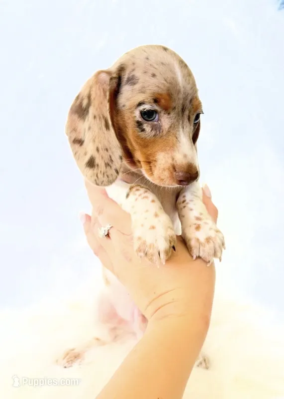 AKC Woody – Miniature Dachshund puppy for sale in Davis, CA